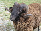 A Black merino sheep!