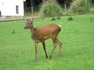 Bambi!