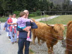 Lottie, Daddy and the Scottish Highland cattle.