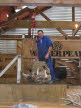 Shearing merino sheep at Walter Peak Station.
