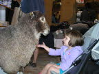 Making friends with a stuffed Merino sheep.