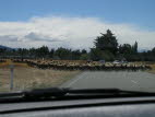 Hearding sheep across the equaivalent of a NZ motorway!