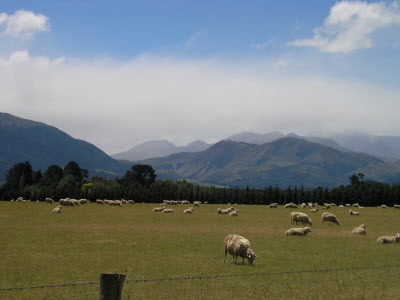 Sheep! 