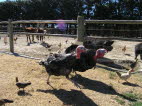 Gobble Gobble...turkey dinner.