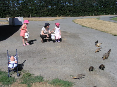 Feeding the hens.