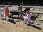 Feeding the pigs.