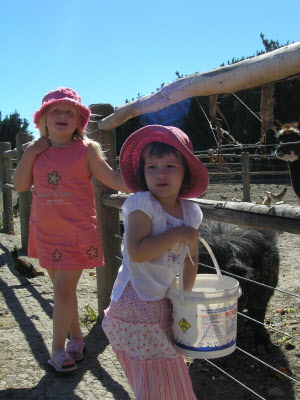 Feeding teh pigs.