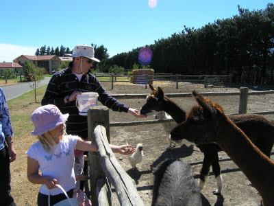 Feeding Pigs and Alpacka.