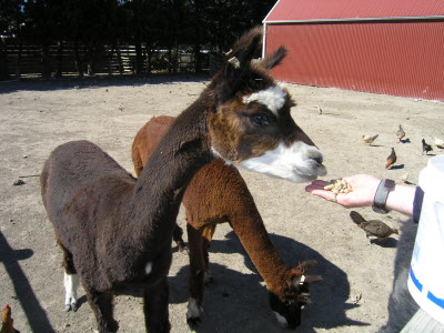 Feeding Alpacka.