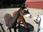 Feeding Alpacka.