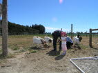 Feeding the African goats.