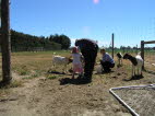 Feeding the African goats.