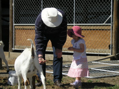 Feeding the African goats.