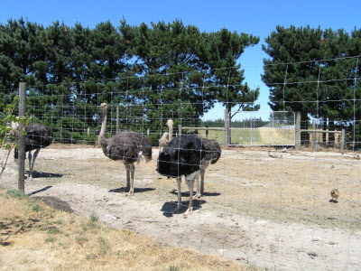 Ostrich.