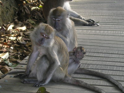 The monkeys at MacRitchie resevoir.