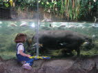 Pigmy Hippo.