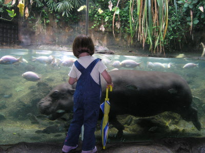 Pigmy Hippo.