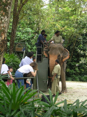 Checking out the elephant ride.