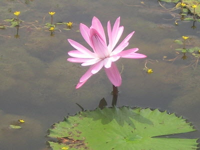 Water lily.