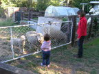 Susan, Lottie and the sheep.