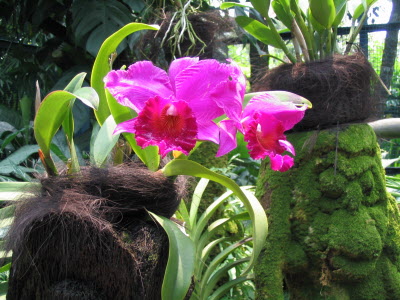 Orchids.