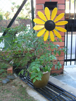 Lottie's windmill sunflower!