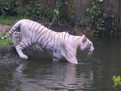 White tiger.