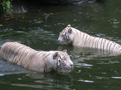 White tigers.
