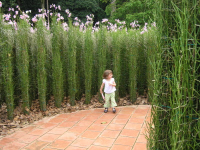 Orchid maze.