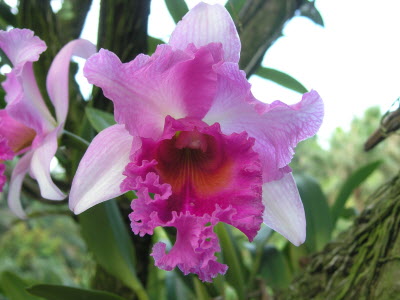 Orchid