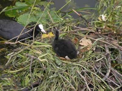 Moor hen and her chick on the canal.