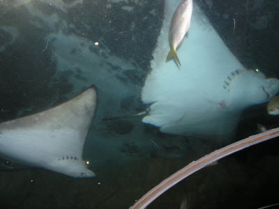 A trip to the acquarium with Uncle William.