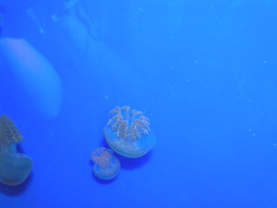 A trip to the acquarium with Uncle William.