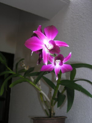 Dom & Sally's orchid...
