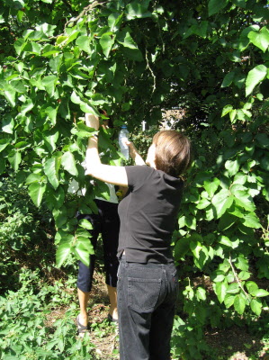 Susan picking mulberries.