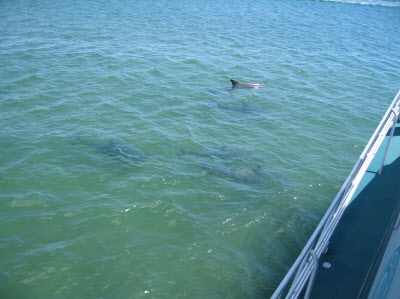 Dolphins off Bunbury beach.