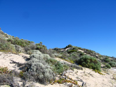 Prevelly Beach dunes.