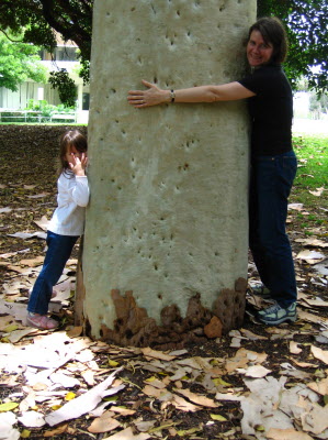 Look how big this tree is?