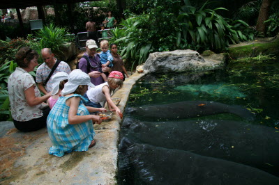 Feeding the mermaids.