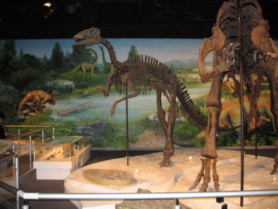 Chinese dinosaurs.