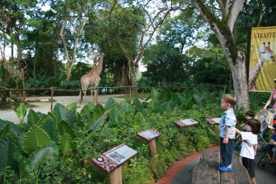 Conrad and giraffes.