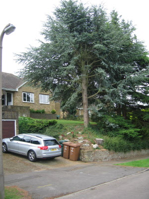 Cedar tree to be cut down.