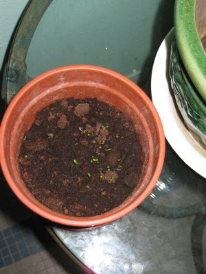 Growning things...