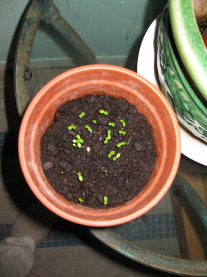 Growning things...