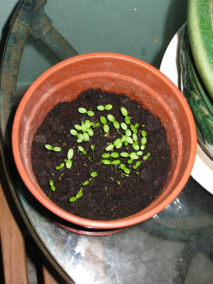 Growning things...