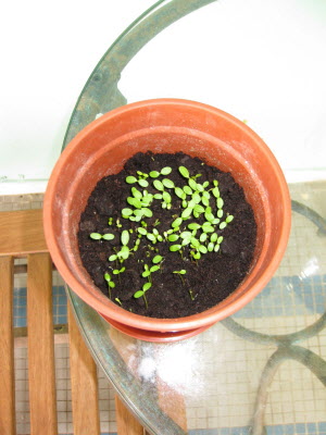 Growning things...