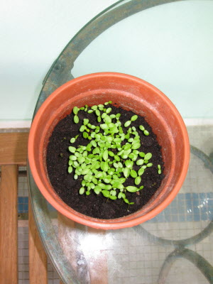 Growning things...