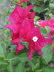 Bougainvillea flowers.