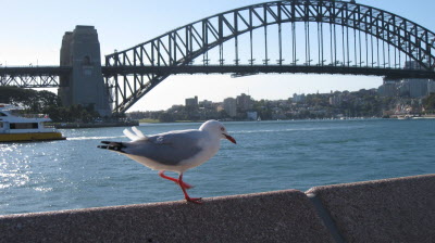 Sydney harbour bridge.