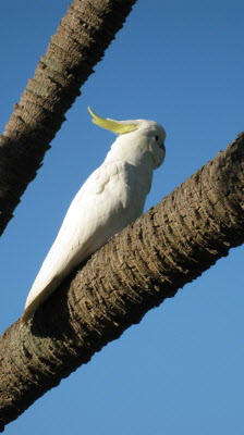 Cockatoo.